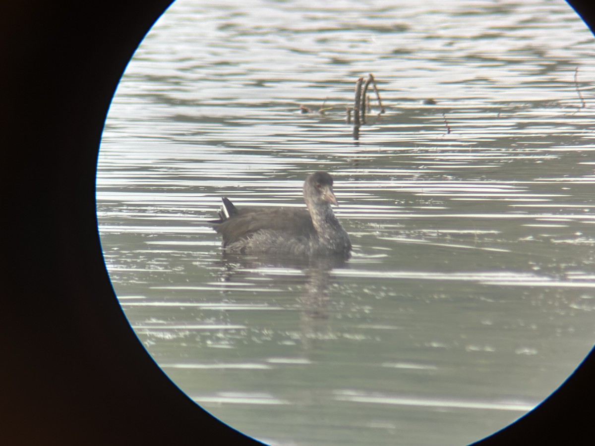 American Coot - ML608963674