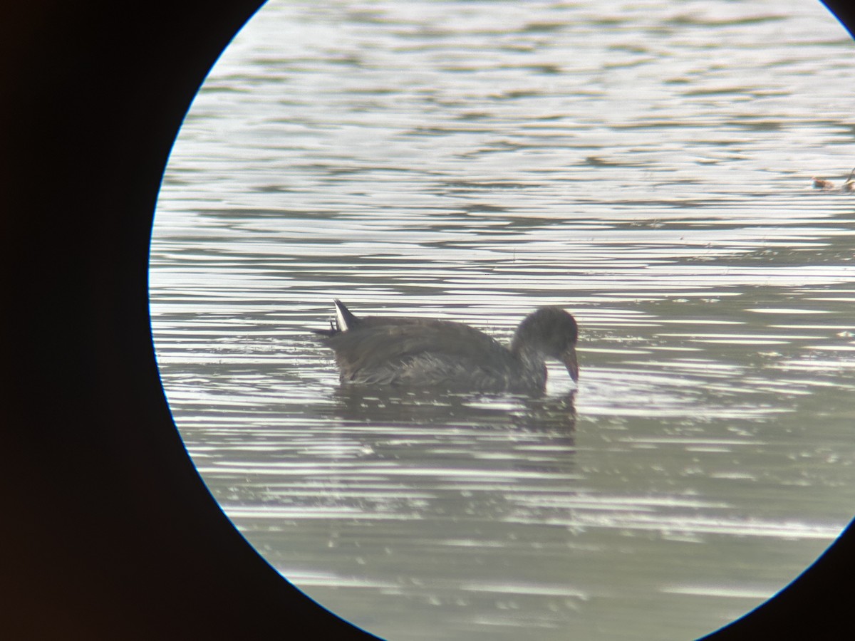 American Coot - ML608963675