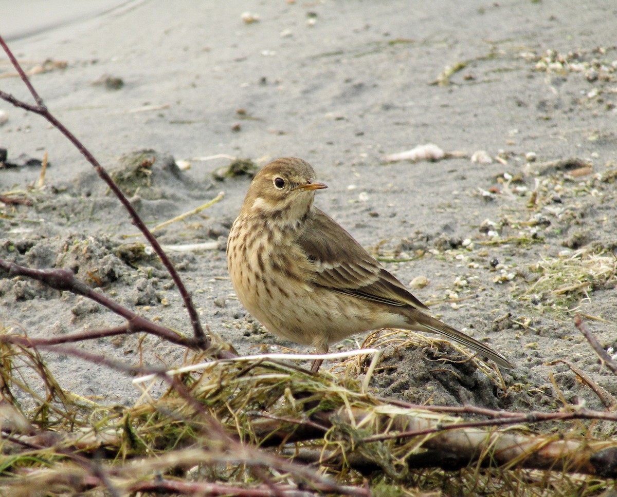 American Pipit - ML608963682