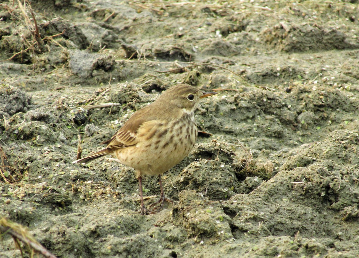 American Pipit - ML608963684