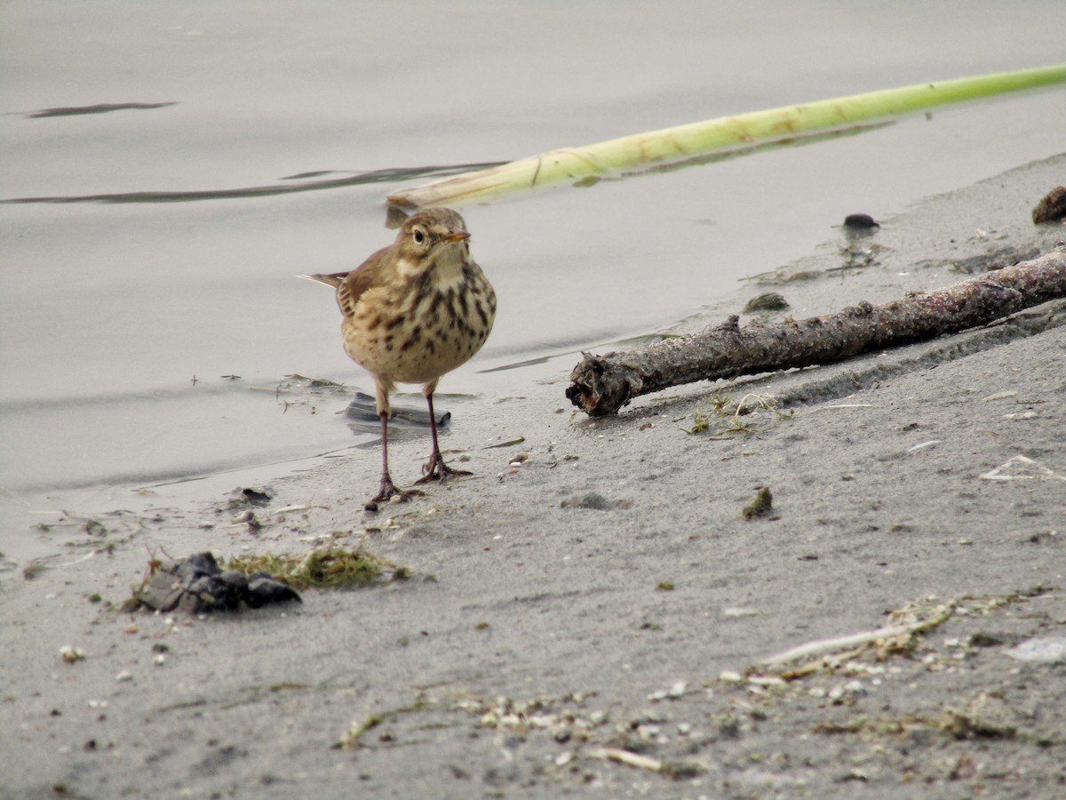 American Pipit - ML608963685