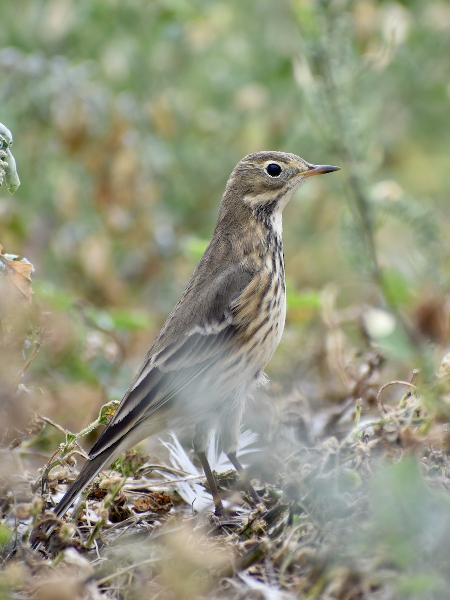 American Pipit - Trevor MacLaurin