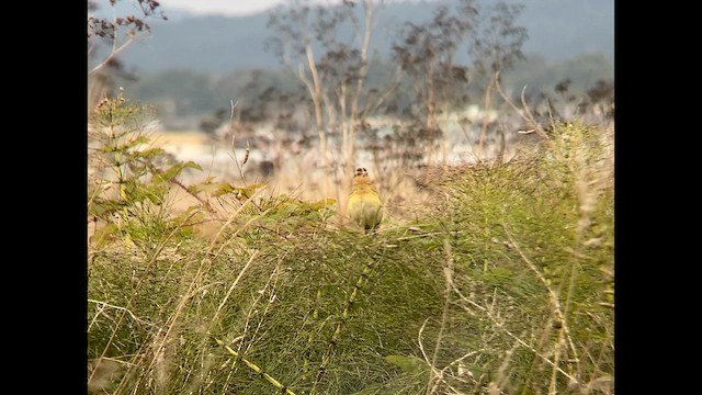 bobolink americký - ML608963738