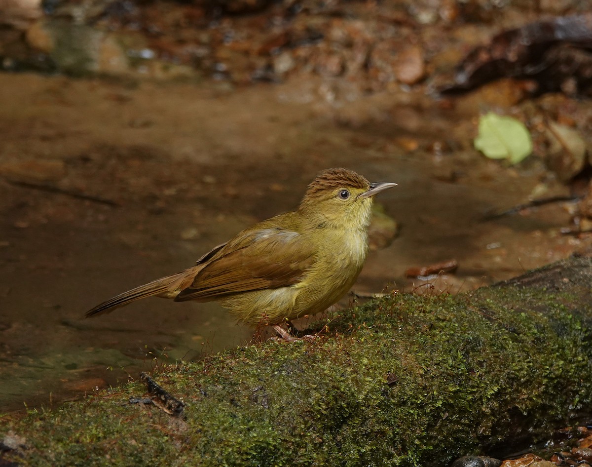 Cachar Bulbul - ML608963756