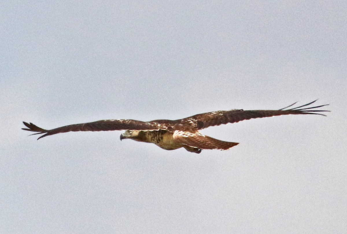 Red-tailed Hawk - Galen  Stewart