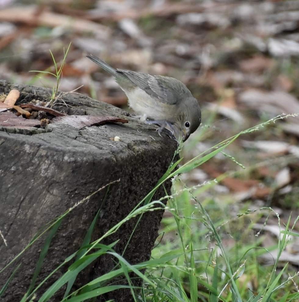 Painted Bunting - ML608963822