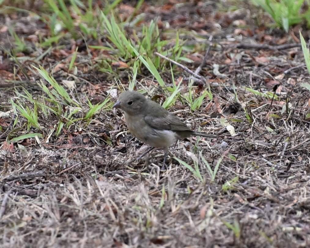 Painted Bunting - ML608963824