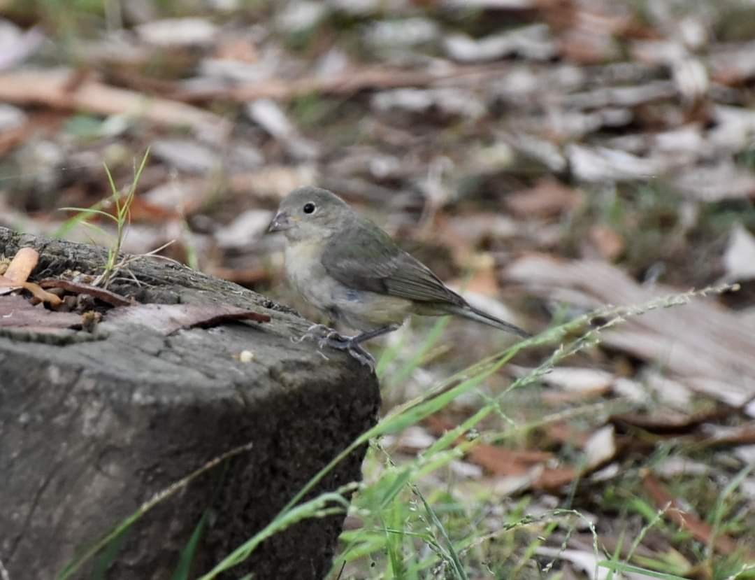 Painted Bunting - ML608963825