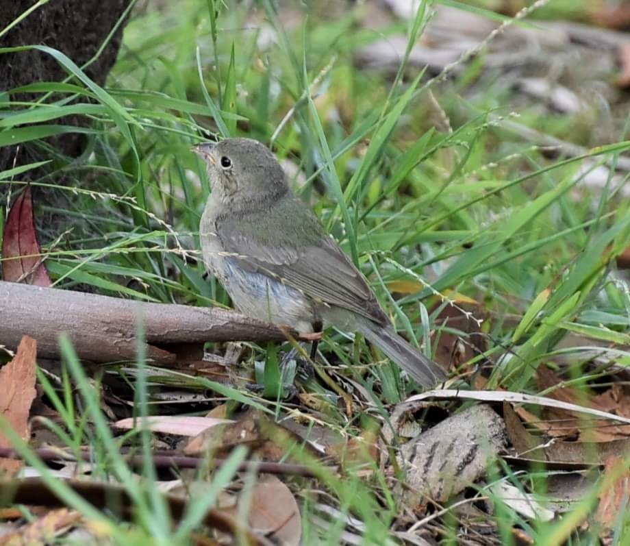 Painted Bunting - ML608963832