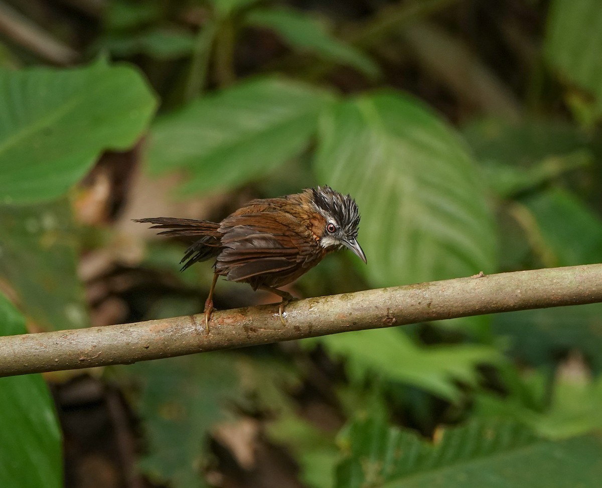 Gray-throated Babbler - ML608963857