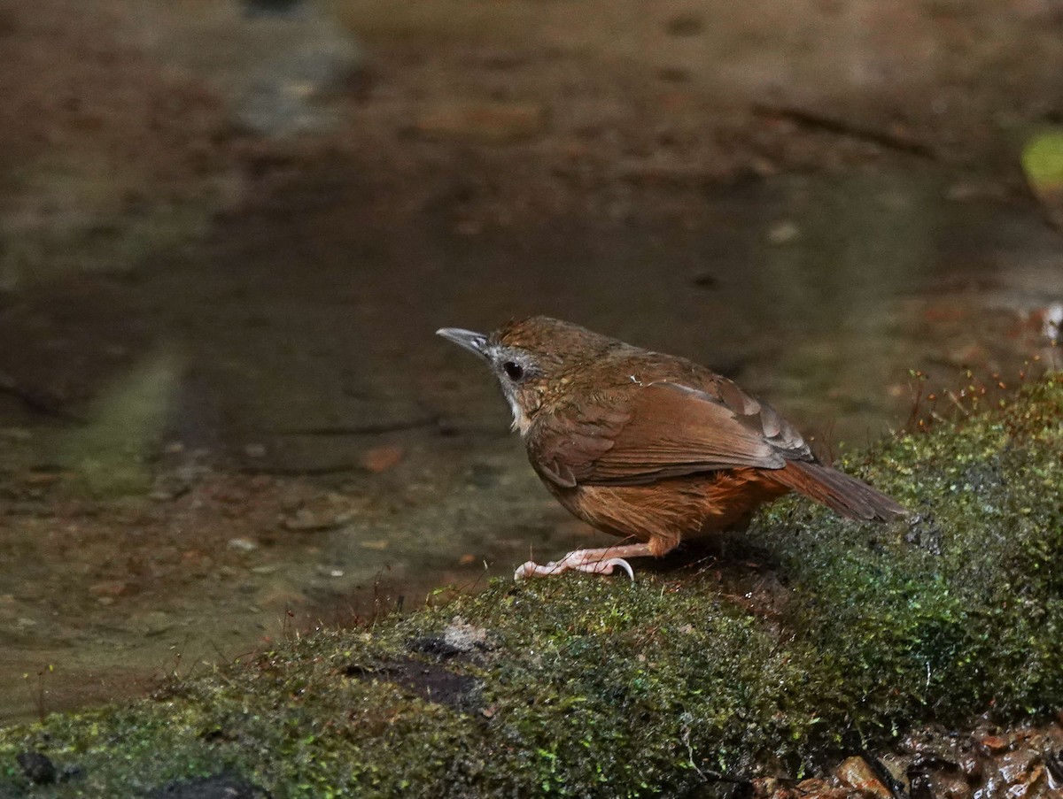 Abbott's Babbler - ML608963871