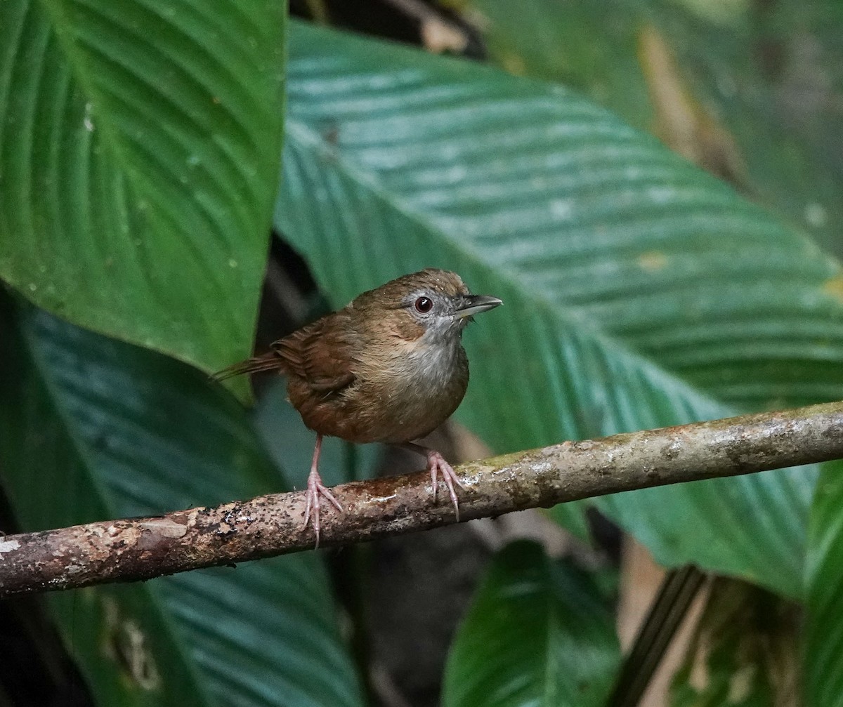 Abbott's Babbler - ML608963872