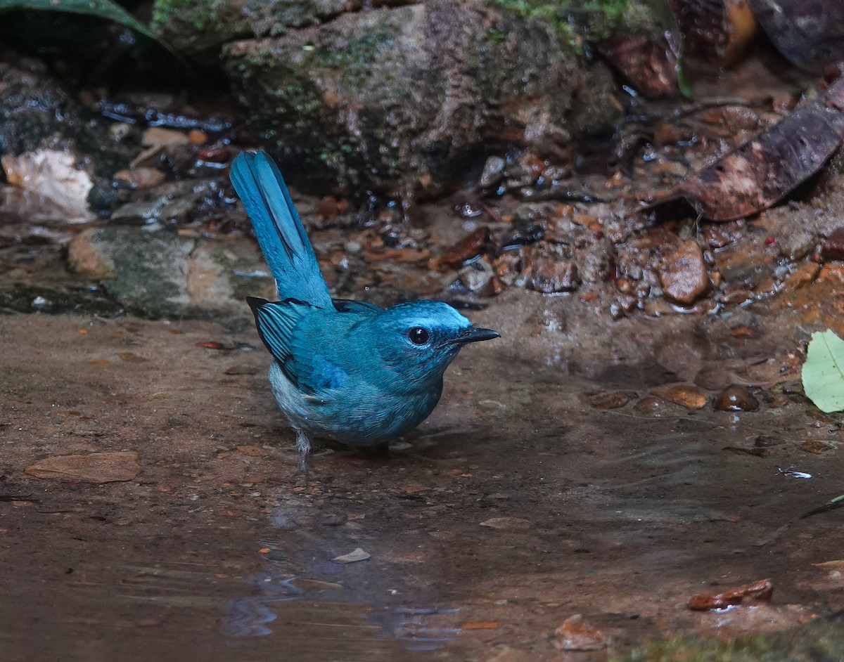 Pale Blue Flycatcher - ML608963877