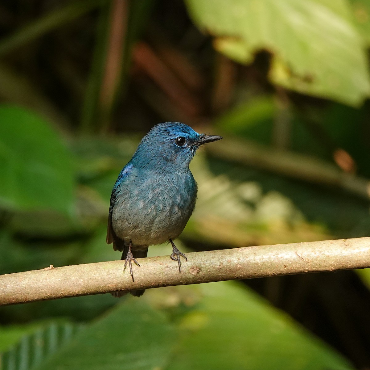 Pale Blue Flycatcher - ML608963879