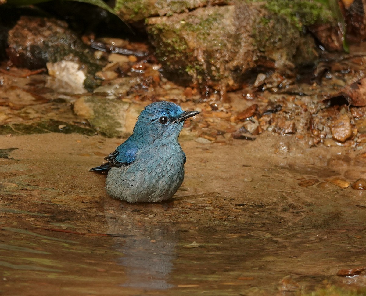 Pale Blue Flycatcher - ML608963884