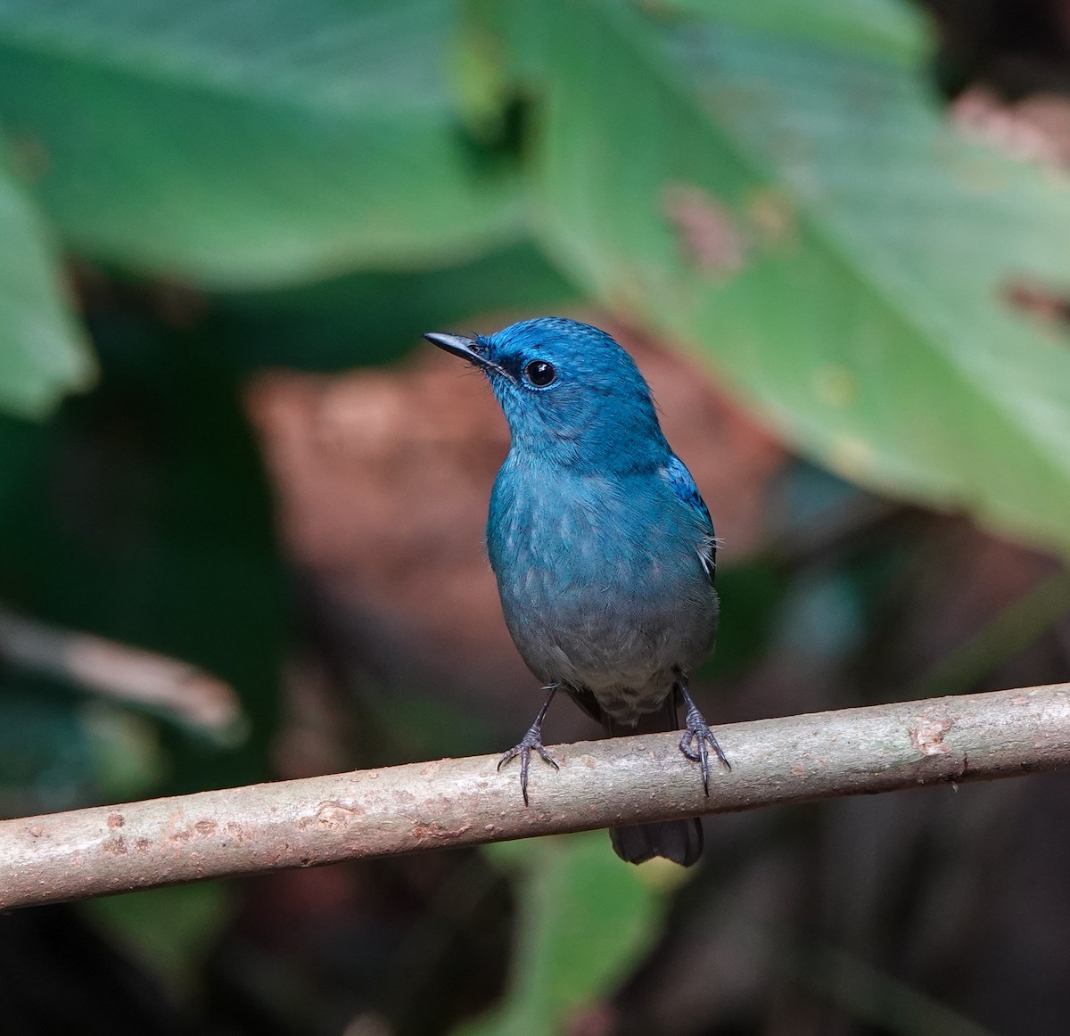 Pale Blue Flycatcher - ML608963896