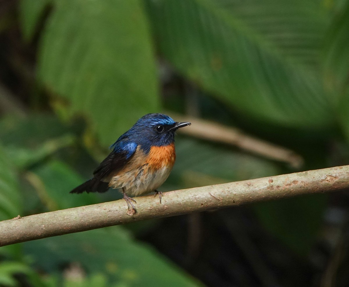 Blue-throated Flycatcher - ML608963905