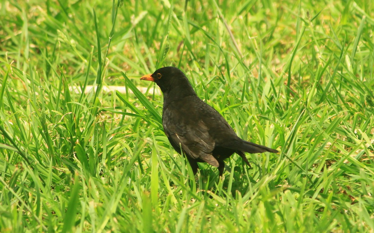 Хар хөөндэй - ML60896391