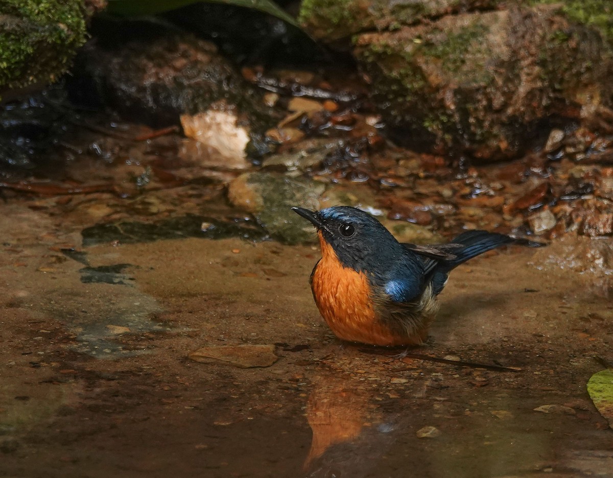 Hill Blue Flycatcher - ML608963923