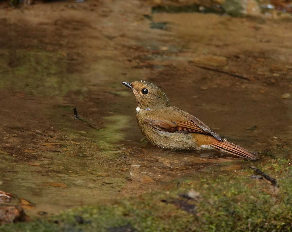 Rufous-bellied Niltava - ML608963954