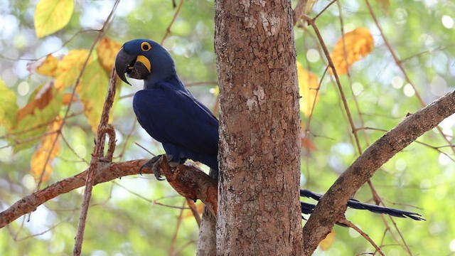 Hyacinth Macaw - ML608963959