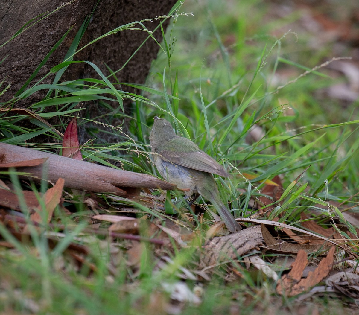 Painted Bunting - Jordan Kuettle