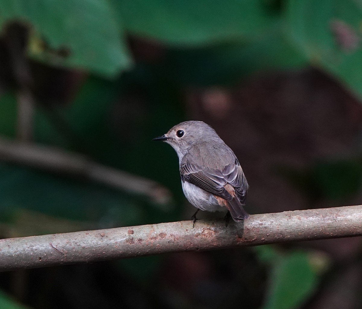 Little Pied Flycatcher - ML608964046