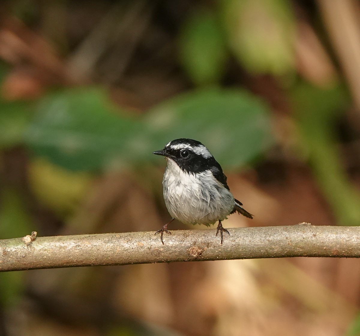 Little Pied Flycatcher - ML608964049