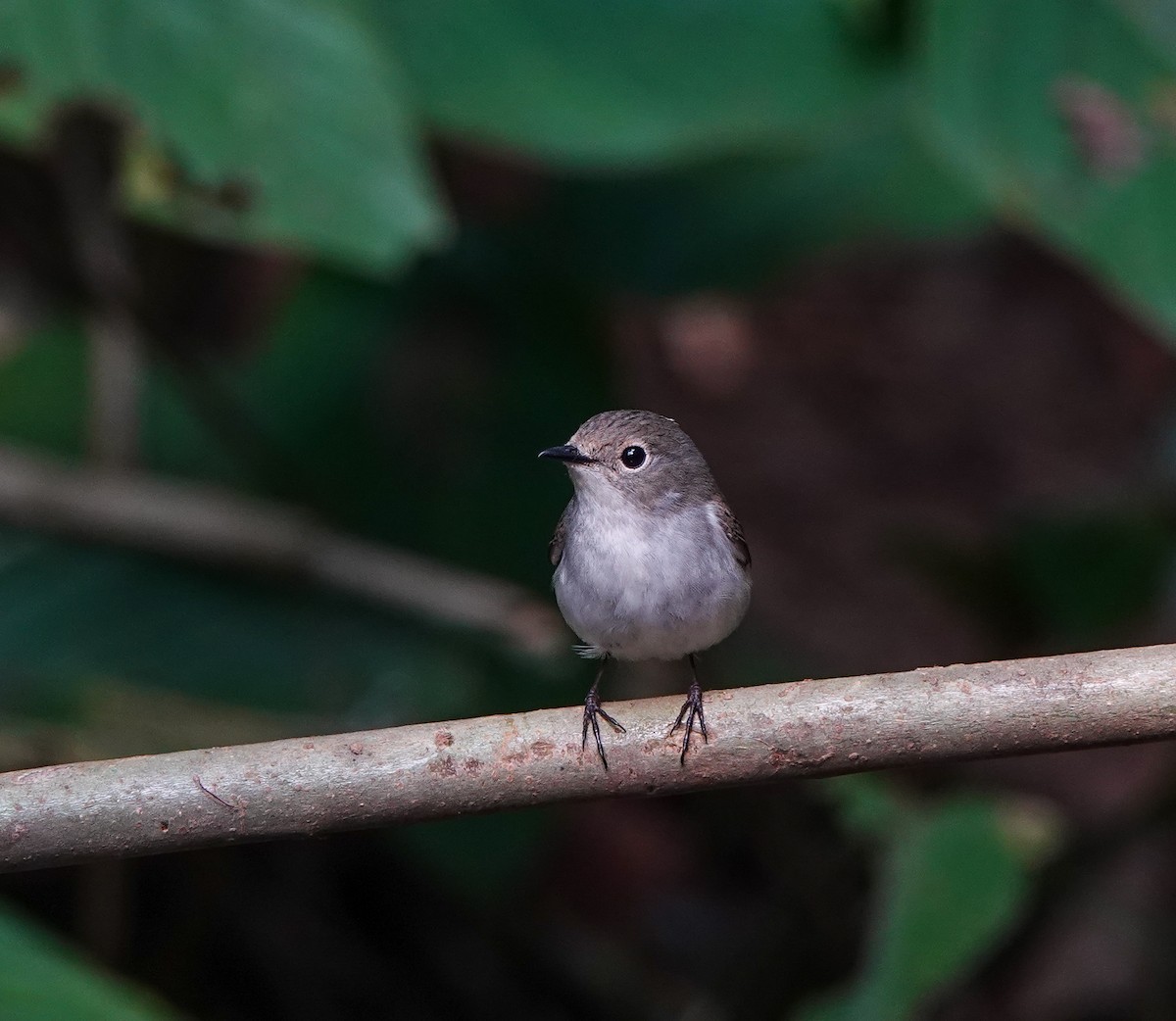 Little Pied Flycatcher - ML608964050