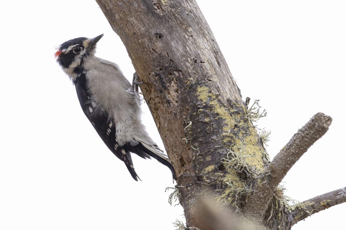 Downy Woodpecker - Steve Abbott