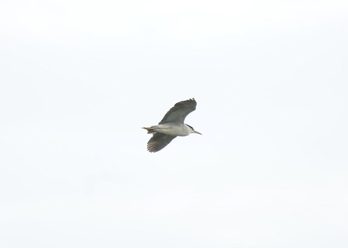 Black-crowned Night Heron - ML608964111