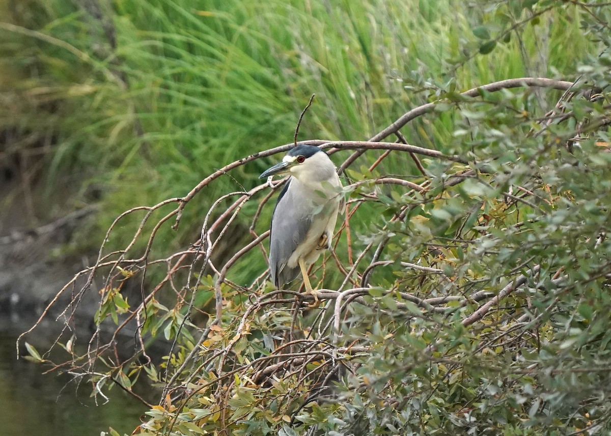 Black-crowned Night Heron - ML608964112