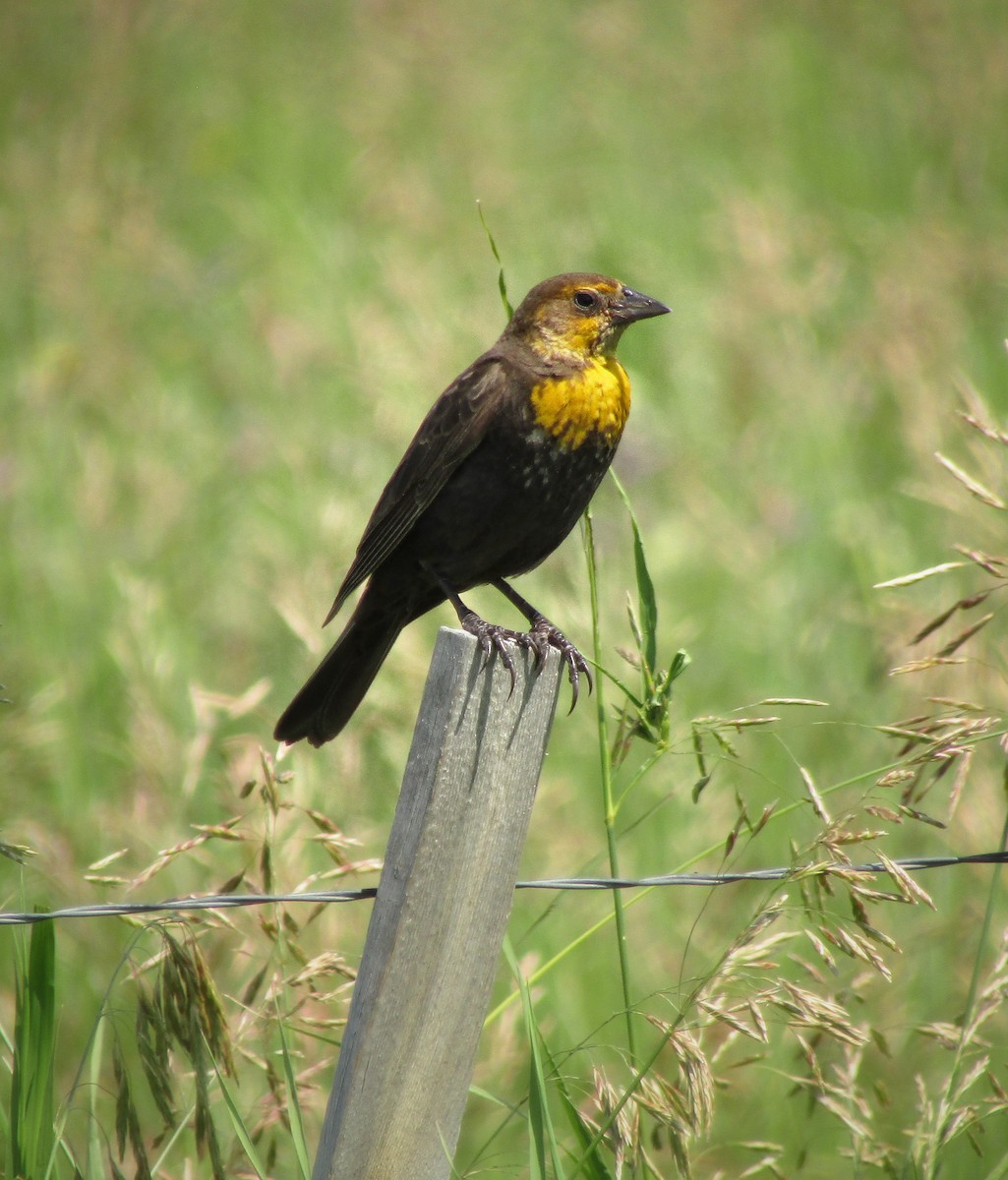 Yellow-headed Blackbird - emily gorda