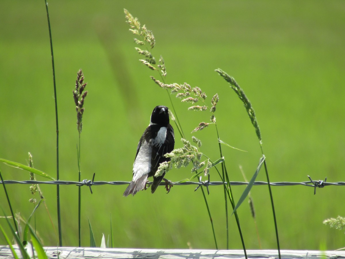 Bobolink - emily gorda