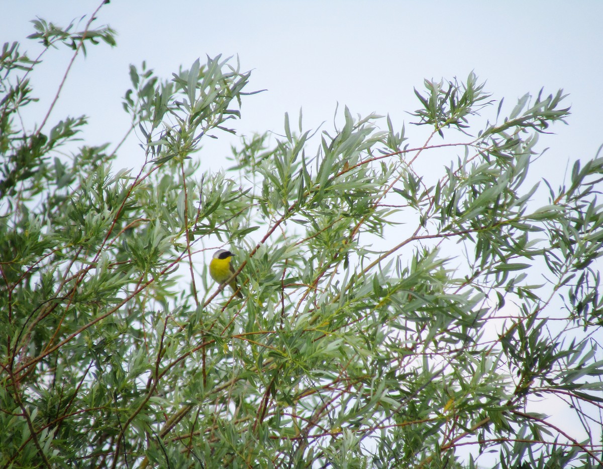 Common Yellowthroat - emily gorda