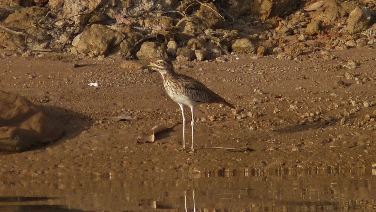 Alcaraván Senegalés - ML608964175