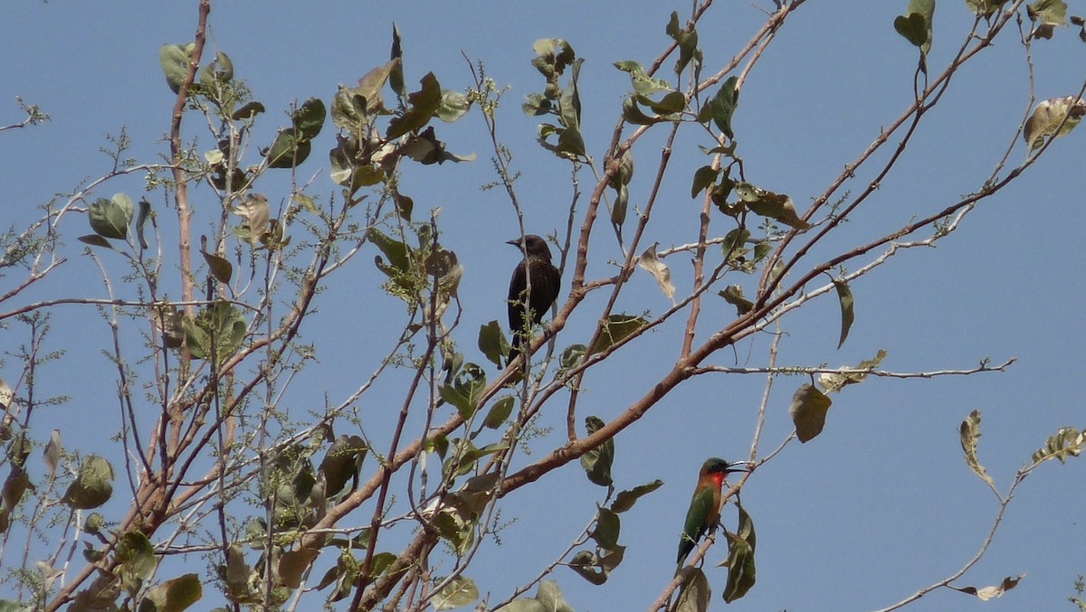 Northern Anteater-Chat - Martien Prins