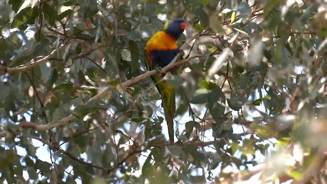 Rainbow Lorikeet - ML608964246