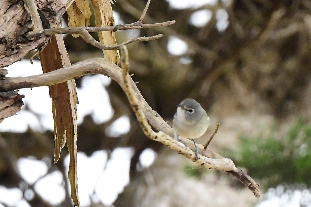 Cassin's Vireo - ML608964292