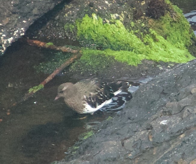 Black Turnstone - ML608964294