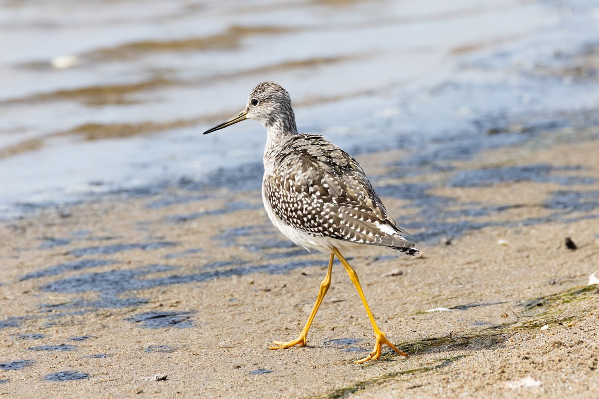 Greater Yellowlegs - ML608964319