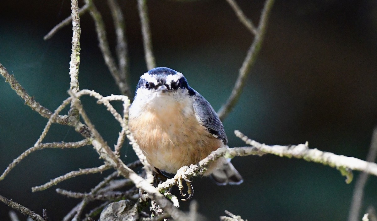 Red-breasted Nuthatch - ML608964466