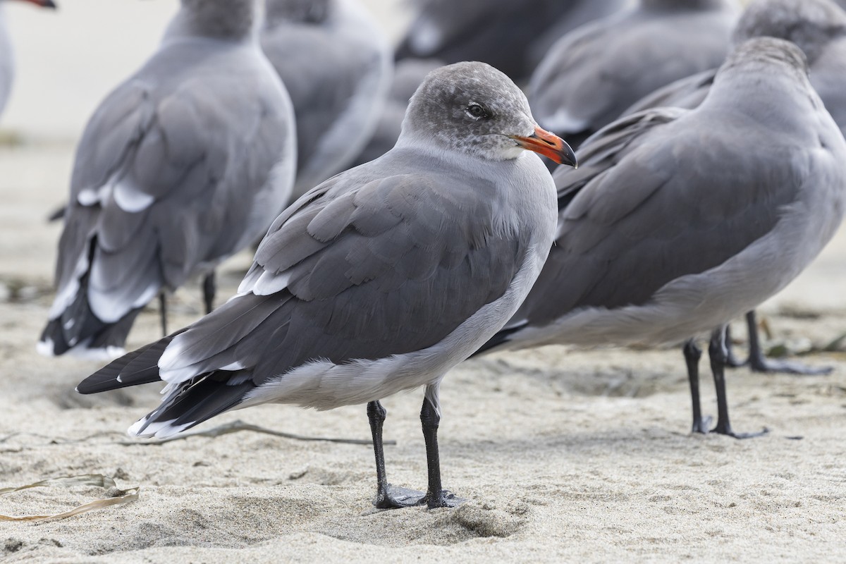 Heermann's Gull - Steve Abbott