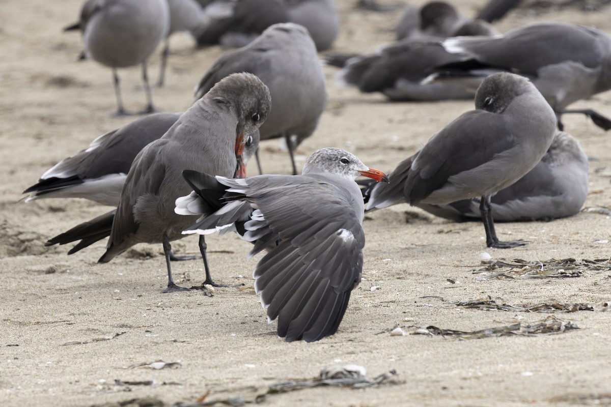 Heermann's Gull - Steve Abbott