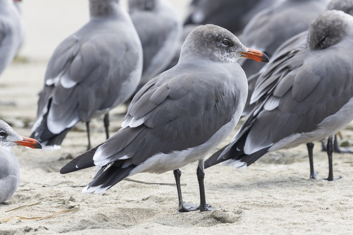 Heermann's Gull - Steve Abbott