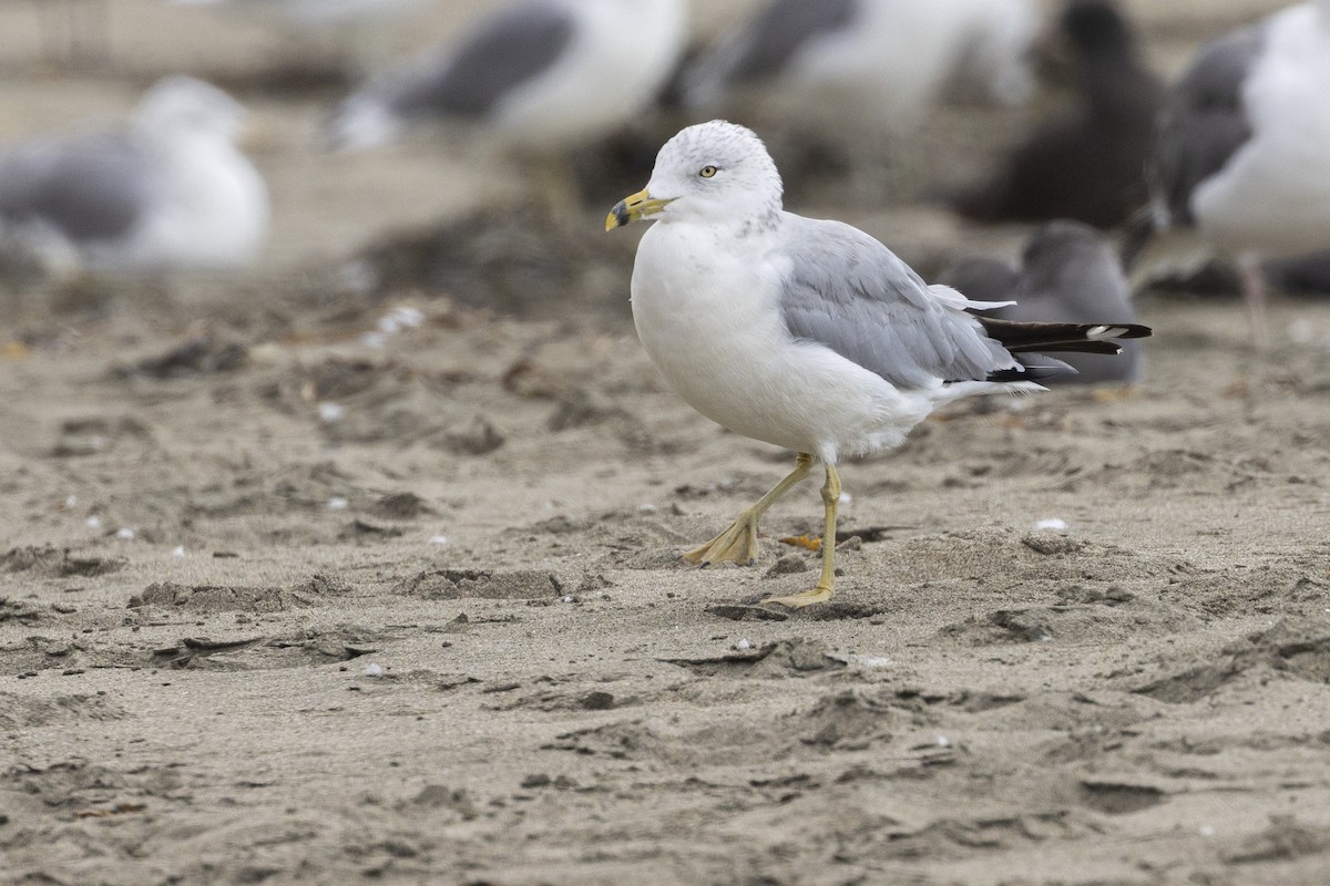 Ring-billed Gull - Steve Abbott