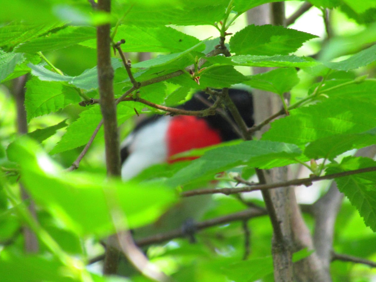 Rose-breasted Grosbeak - emily gorda