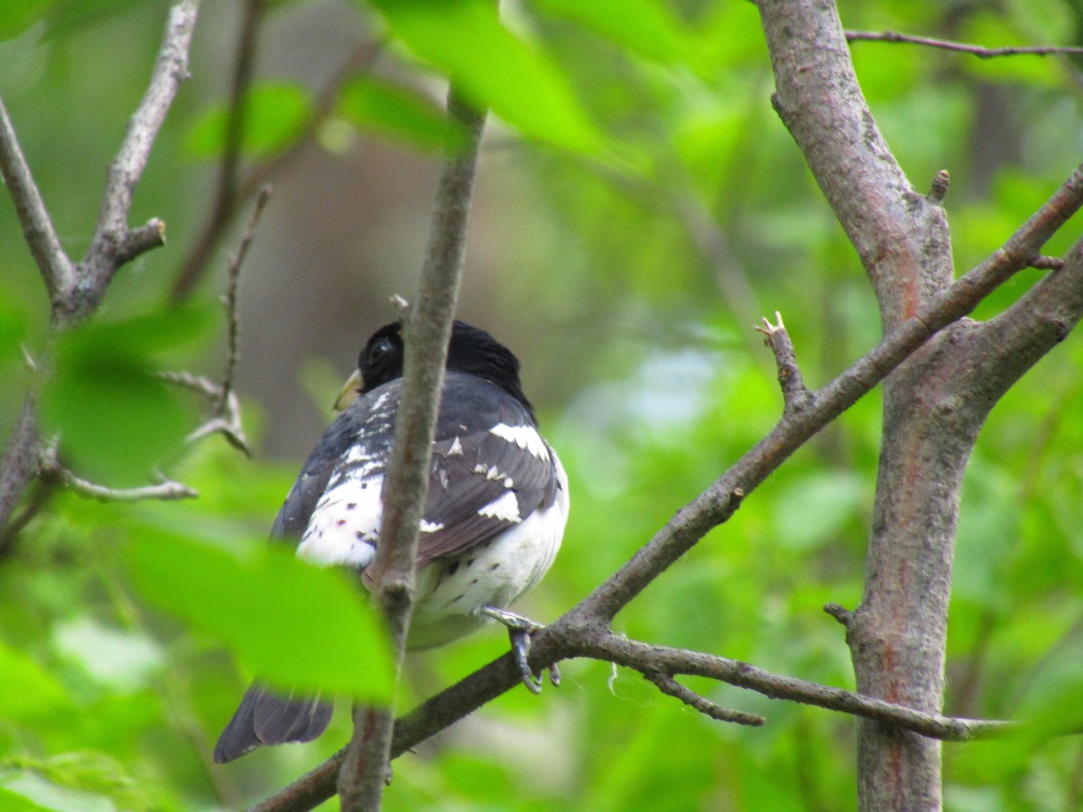 Rose-breasted Grosbeak - ML608964533