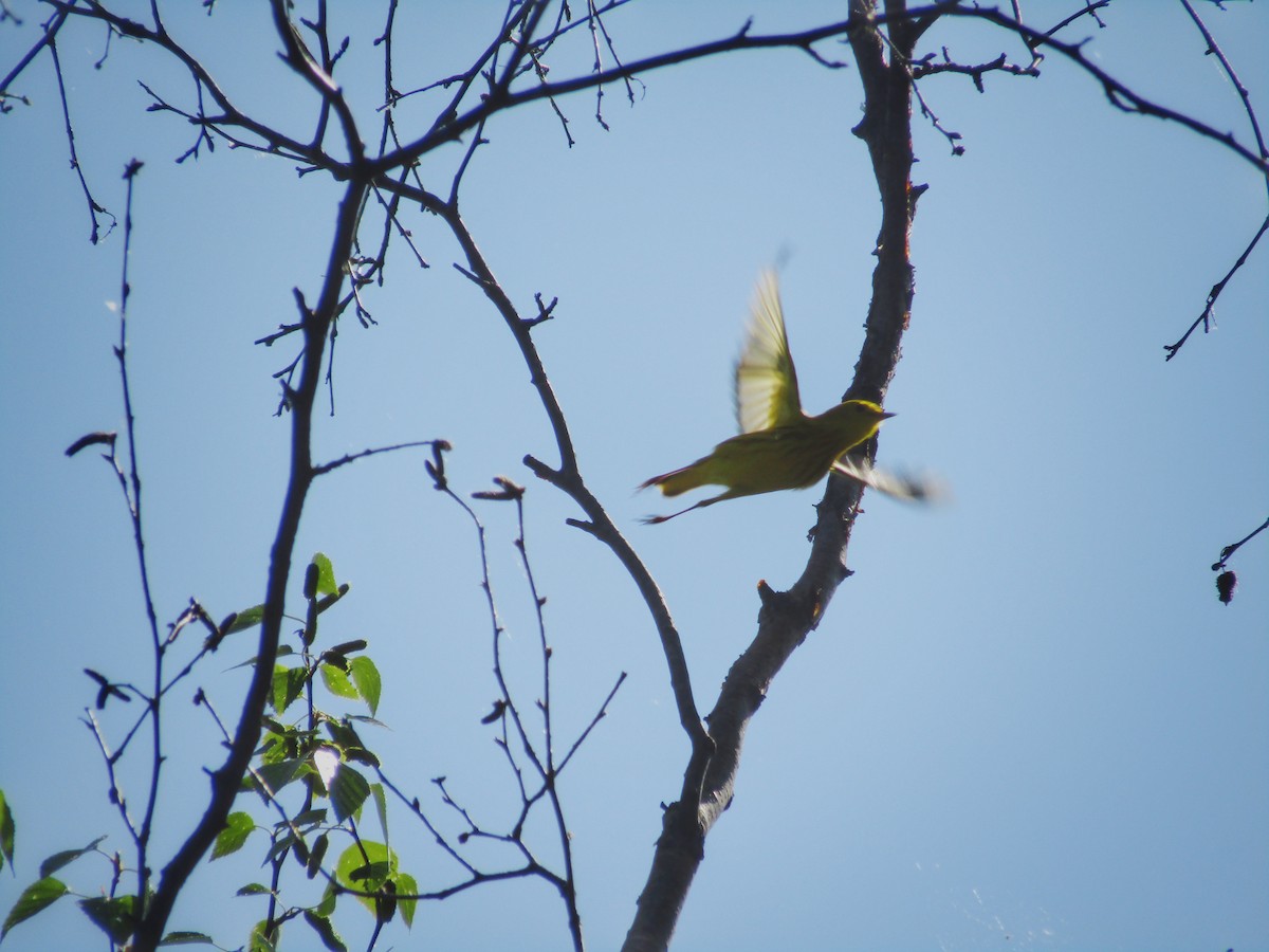 Yellow Warbler - ML608964570