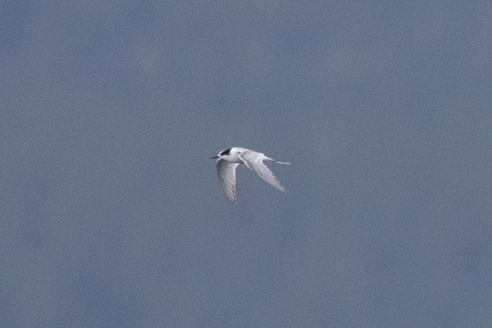 Arctic Tern - ML608964571